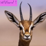 avatar Wildgazel
