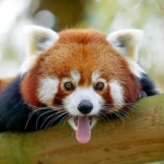 avatar Panda-roux